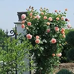 Al Vecchio Gelso Séjour à la campagne *