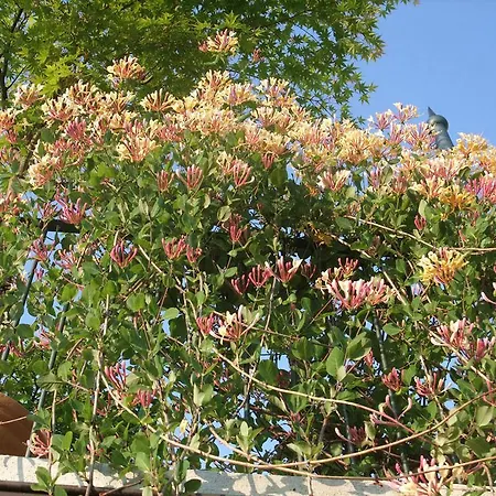 Casa rural Al Vecchio Gelso *
