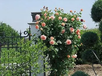 Al Vecchio Gelso Country house *